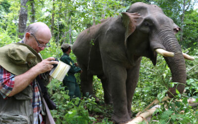 Du comportement alimentaire de l’éléphant d’Asie à la pharmacopée humaine
