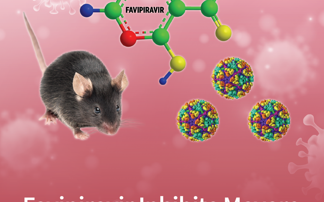 Publication de Favipiravir Inhibits Mayaro Virus Infection in Mice